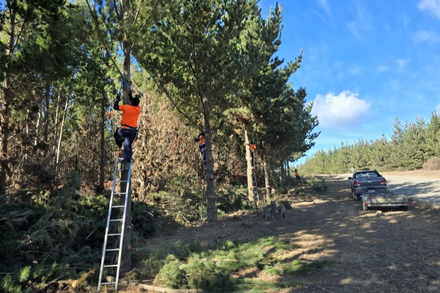 Roadside Pruning 1 900 x 600